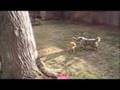 Cute-Cat-vs-Sheltie-