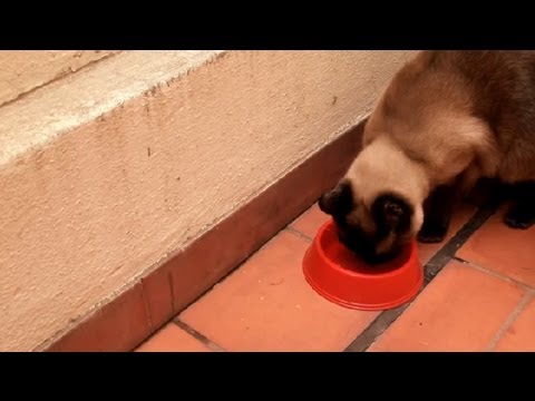 how to take care of a cat ehow