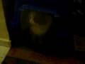 Alaca in the box