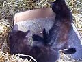 Black Kittens at Play Black Kittens at Play
