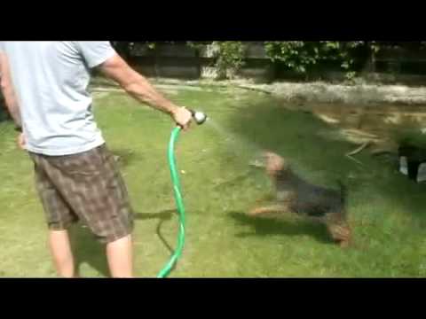 Derry the Welsh terrier playing with ...