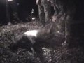 Monster Boar