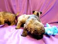 5 week old cairn terrier babies part 1 5 week old cairn terrier babies part 1