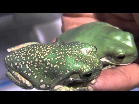 YouTube reptile video