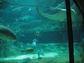 Stingray at Hong Kong Ocean Park