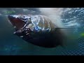 Protecting the Oceans