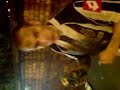 Been in booches wiv carlsburg - Tramp Part one