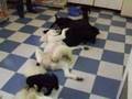 Caniche video