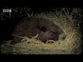 Cute marmots waking up from Hybernation - BBC Animals