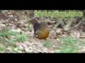 videos de Mamífero Roedor Cutia