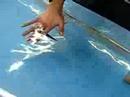 Doctor fish in Kusatsu
