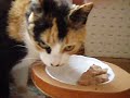 Pucette mange