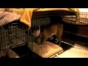 Mac freaking out on his bed!