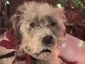 Christmas Holiday Video Card  with Singing  Dog Zsa Zsa