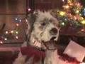Christmas Holiday Video Card with Singing Dog Zsa Zsa