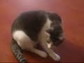 Cat Family Chronicles 16 - Lover, Not A Fighter Cat Family Chronicles 16 - Lover, Not A Fighter