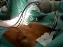 Stage Chirurgie est�tique