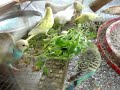 Parakeets/Finches eat garden plants
