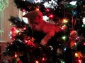 Cats playing with christmas tree