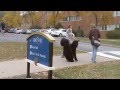 The Black Squirrel Diaires