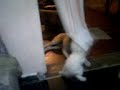 dogo y caniche toy