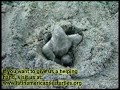 Baby Leatherback!!
