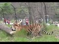 Tigers In The Wild
