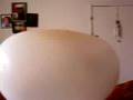 Man Gets Stuck In Big Balloon - balloon, idiot, stuck, wtf, funny