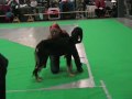 Kafka @ Jyväskylä INT Dog Show 21.11.2009