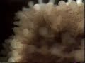 Doris the rough-mantled nudibranch