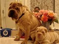 Shar-Pei Puppy Babies