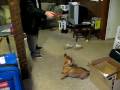 videos de Baxter's Favorite Present