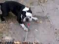 Boston Terrier video