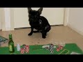 french  bulldog baby crapule