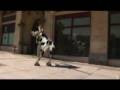 mad cow