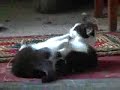 comedy: funny cute kittens having fun playing