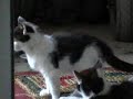 comedy: funny cute kittens having fun playing
