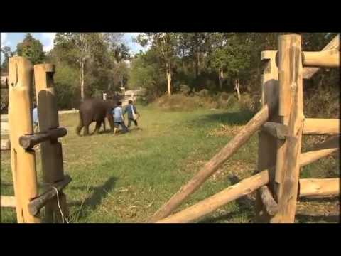 Afrikaanse olifant verdwijnt langzaam door stroperij