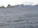 Alaska Orcas and Humpbacks
