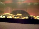 Turtle Feeding Time