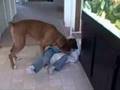 Cadence The Giant Boxer Nibbles A Little Kid