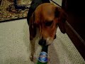 Polish Drunk Dog Polish Drunk Dog