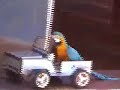 rio safari elche 2007. espectaculo de loro. spectacle d'arras. bird show.perroquets.