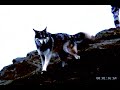 mavericks-goes-off-1192001-laird-hamilton-huge-surf.html