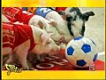 striscia la notizia folks e andrea al derby 17 04 06