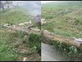 ÇEVL?K KÖYÜ KARA?SALI ÇEVL?K KÖYÜ KARA?SALI