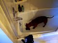 Weiner dog freaks out in the bathtub