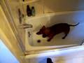 Weiner dog freaks out in the bathtub