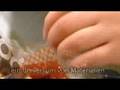 MOLILAB Trailer