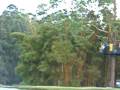 canopy en la sabana